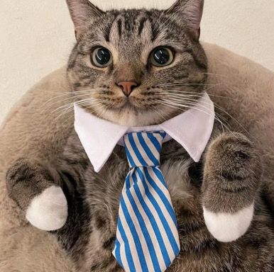 Gato seguretat